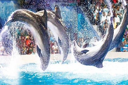 Dubai Dolphinarium